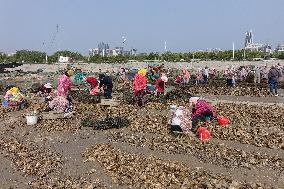 Oyster Harvest in Qingdao