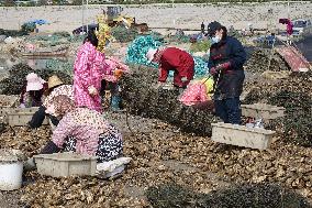 Oyster Harvest in Qingdao