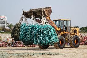 Oyster Harvest in Qingdao