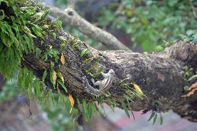 Squirrel  At A Tree In Siliguri