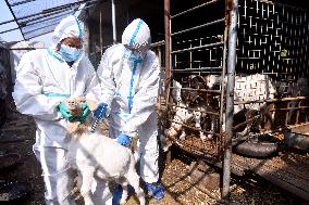 Livestock Epidemic prevention