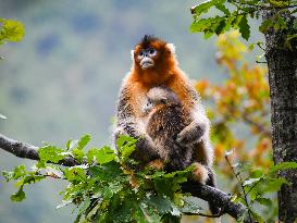 Sichuan Golden Snub-Nosed Monkeys - China