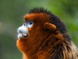 Sichuan Golden Snub-Nosed Monkeys - China