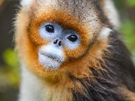 Sichuan Golden Snub-Nosed Monkeys - China