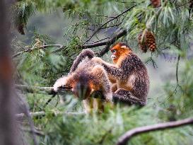 Sichuan Golden Snub-Nosed Monkeys - China