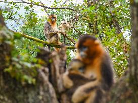 Sichuan Golden Snub-Nosed Monkeys - China