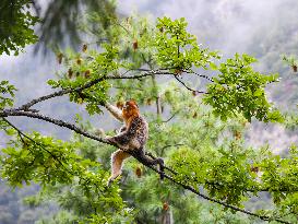 Sichuan Golden Snub-Nosed Monkeys - China