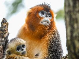 Sichuan Golden Snub-Nosed Monkeys - China