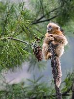 Sichuan Golden Snub-Nosed Monkeys - China