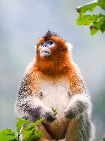 Sichuan Golden Snub-Nosed Monkeys - China