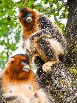 Sichuan Golden Snub-Nosed Monkeys - China