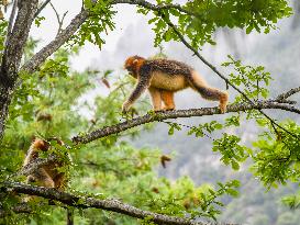 Sichuan Golden Snub-Nosed Monkeys - China