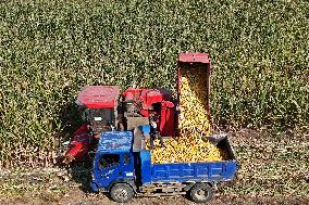 Corn Harvest in Yantai