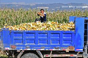 Corn Harvest in Yantai