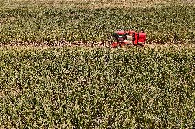 Corn Harvest in Yantai