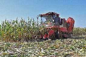 Corn Harvest in Yantai