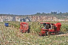 Corn Harvest in Yantai