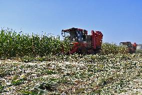 Corn Harvest in Yantai