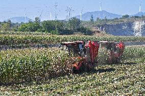 Corn Harvest in Yantai