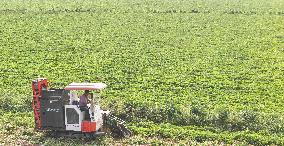 Peanut Harvest in Huai'an