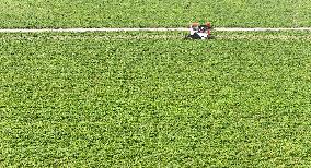 Peanut Harvest in Huai'an