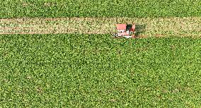 Peanut Harvest in Huai'an