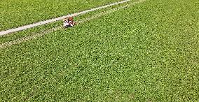 Peanut Harvest in Huai'an