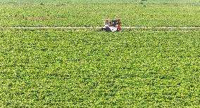 Peanut Harvest in Huai'an