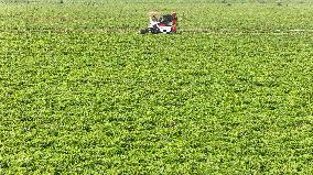 Peanut Harvest in Huai'an