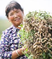 Peanut Harvest in Huai'an