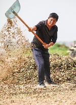 Peanut Harvest in Huai'an