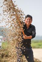 Peanut Harvest in Huai'an