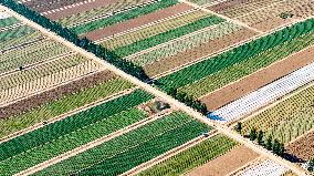 Aerial View Fields Harvest - China