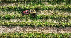 Aerial View Fields Harvest - China