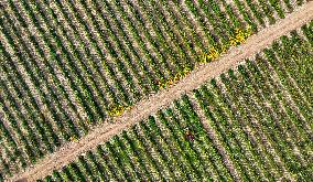 Aerial View Fields Harvest - China