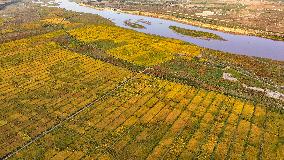 Aerial View Fields Harvest - China