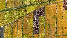 Aerial View Fields Harvest - China