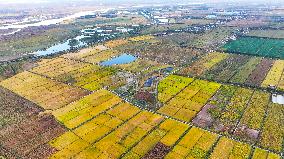 Aerial View Fields Harvest - China