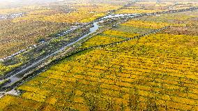 Aerial View Fields Harvest - China