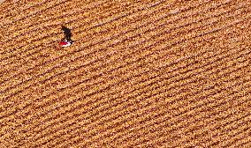 Aerial View Fields Harvest - China