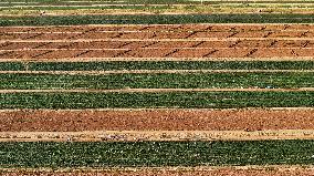 Aerial View Fields Harvest - China