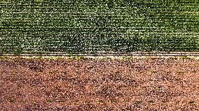 Aerial View Fields Harvest - China