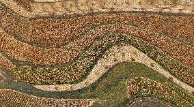 Aerial View Fields Harvest - China