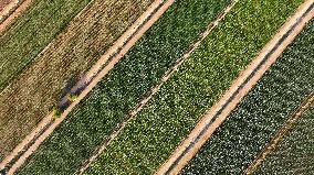 Aerial View Fields Harvest - China