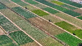 Aerial View Fields Harvest - China