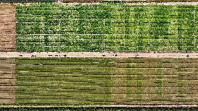 Aerial View Fields Harvest - China