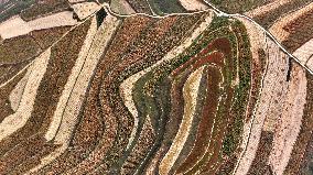 Aerial View Fields Harvest - China