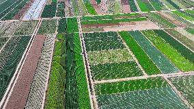 Aerial View Fields Harvest - China