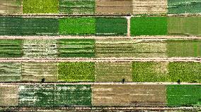 Aerial View Fields Harvest - China