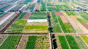 Aerial View Fields Harvest - China